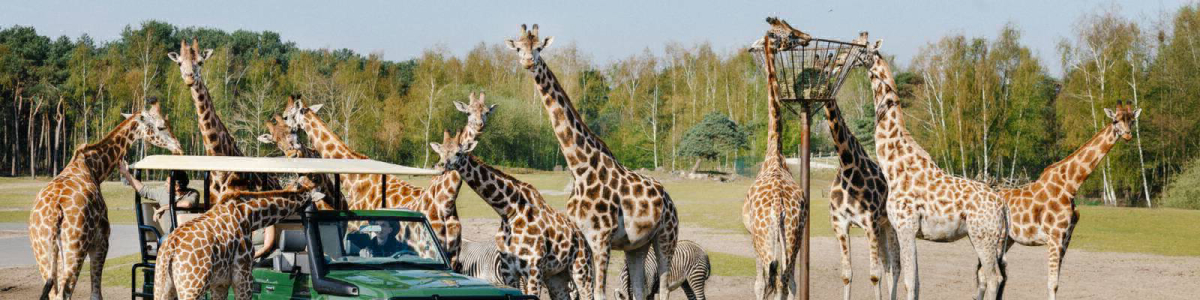 Beekse Bergen Brabante Septentrional - Hilvarenbeek visuel 7/7