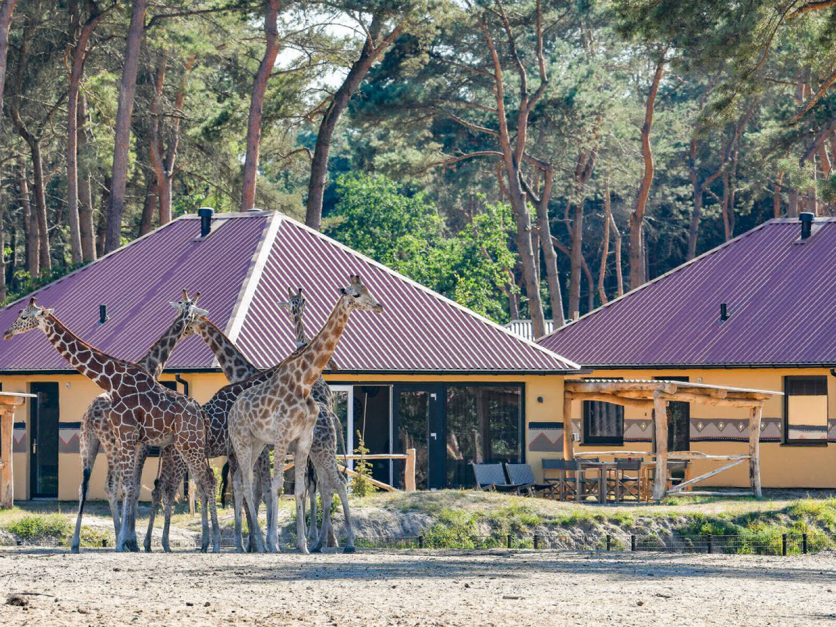 Beekse Bergen Brabante Septentrional - Hilvarenbeek visuel 2/7