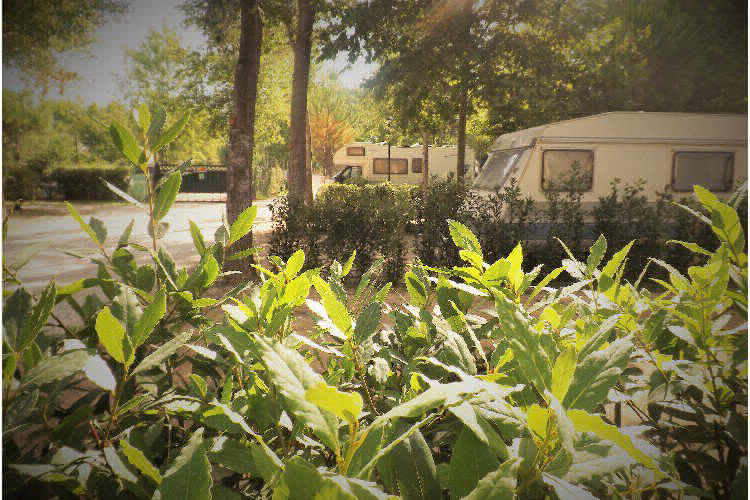 Bosco Verde Toscana - Torre del Lago Puccini visuel 5/11