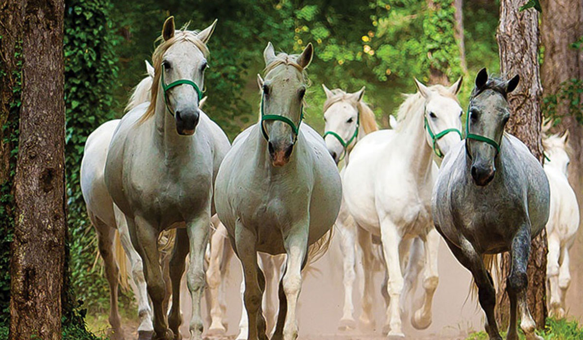 Camping Brajda Gorizia - Sežana visuel 1/3