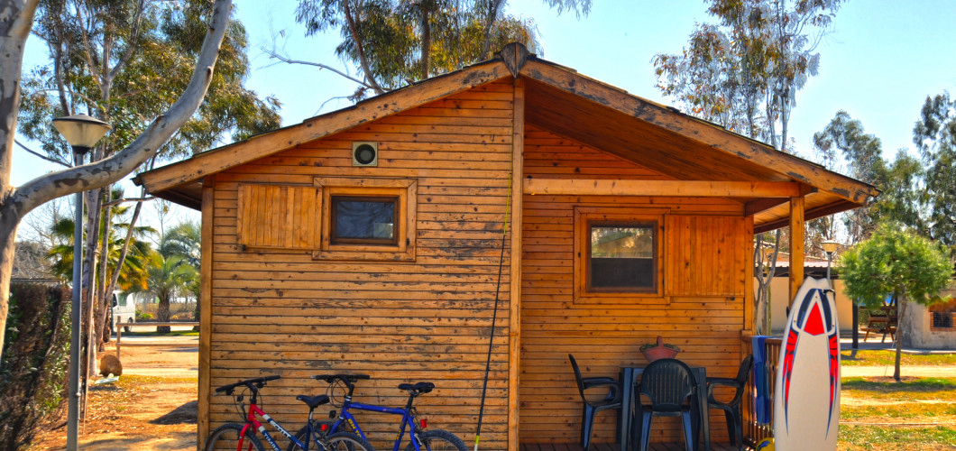 Eucaliptus Cataluña - Amposta visuel 3/3