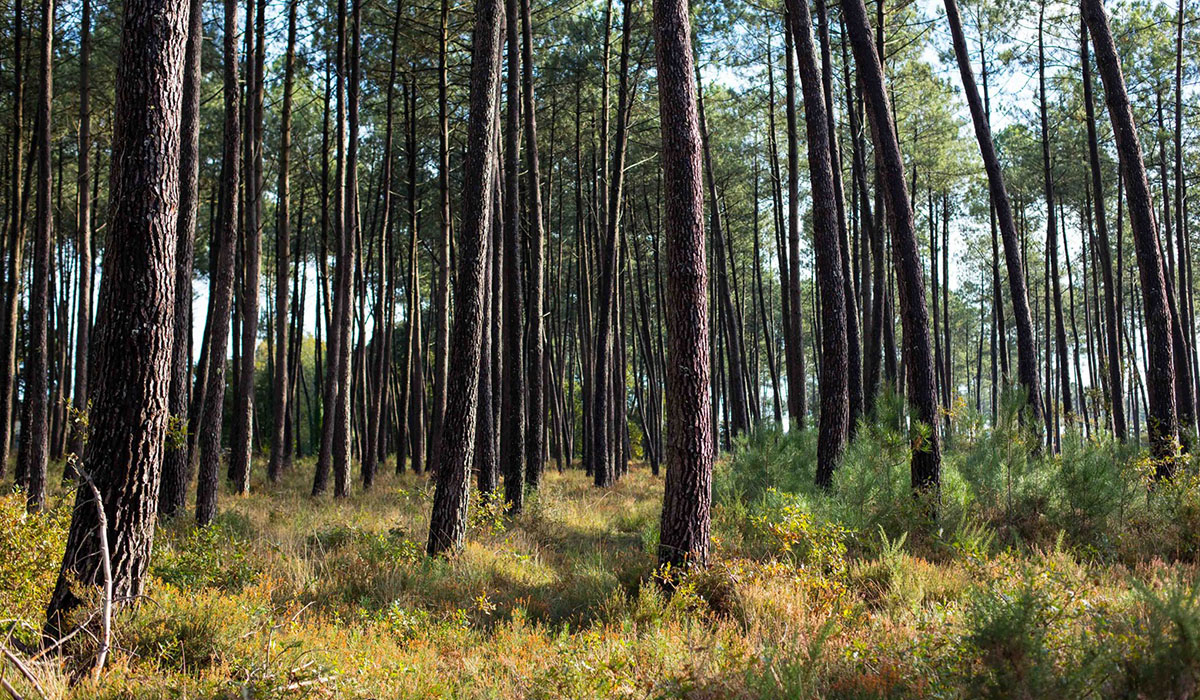 Laha Aquitania - Lesperon visuel 2/3 Laha Aquitania - Lesperon visuel 2/3