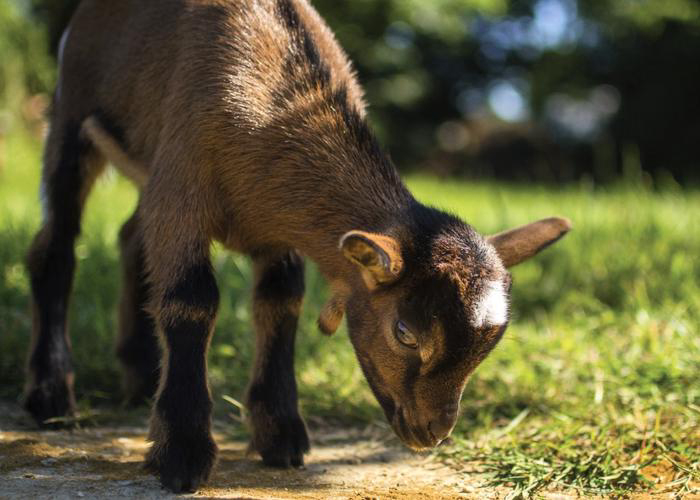 Camping Le Grand Paris Isla de Francia - Nesles-la-Vallée visuel 8/12 Camping Le Grand Paris Isla de Francia - Nesles-la-Vallée visuel 8/12