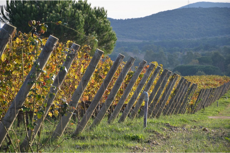 Tenuta Poggio Rosso Toscana - Piombino visuel 5/5 Tenuta Poggio Rosso Toscana - Piombino visuel 5/5