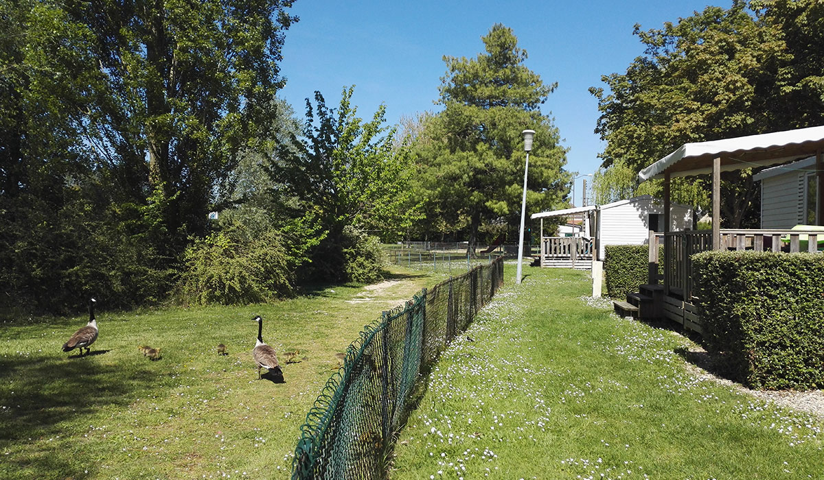 Camping de Châlons en Champagne Champaña-Ardenas - Châlons-en-Champagne visuel 7/8 Camping de Châlons en Champagne Champaña-Ardenas - Châlons-en-Champagne visuel 7/8