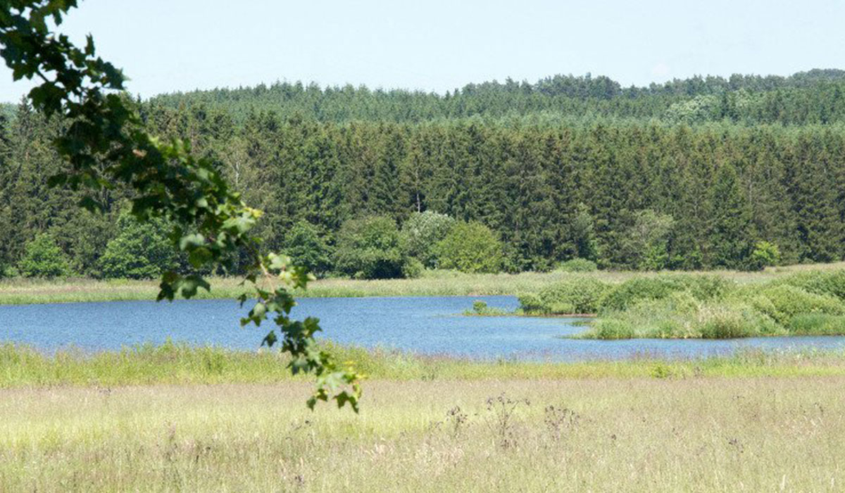 Jungferweiher Renania-Palatinado - ulmen visuel 1/2 Jungferweiher Renania-Palatinado - ulmen visuel 1/2