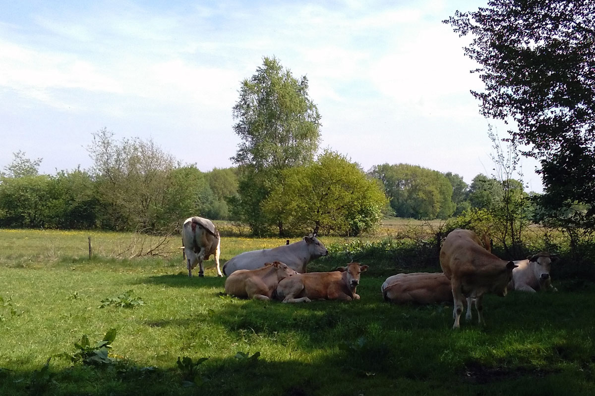 De Groene Valk Drente - zeegse visuel 4/4