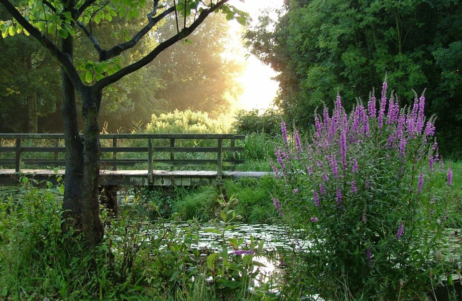 Delftse Hout Holanda Meridional - delft visuel 5/5