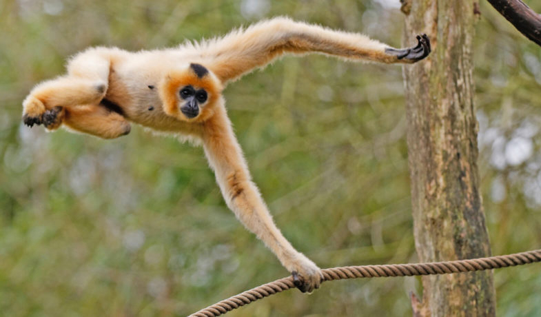 Domaine Parc Sainte Croix Lorena - Rhodes visuel 5/8