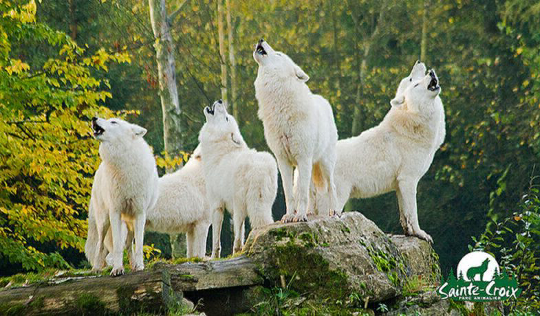 Domaine Parc Sainte Croix Lorena - Rhodes visuel 2/8