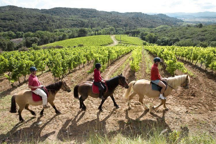 Domaine d'Arnauteille Languedoc-Rosellón - Montclar visuel 14/15 Domaine d'Arnauteille Languedoc-Rosellón - Montclar visuel 14/15