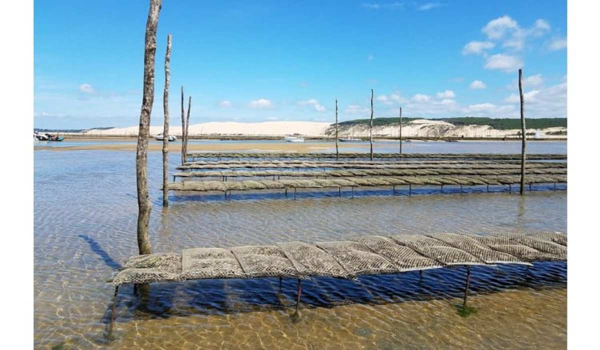 Domaine de La Forge Aquitania - La Teste-de-Buch visuel 14/20