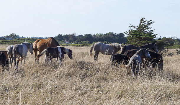 Domaine du Collet Países del Loira - Les Moutiers en Retz visuel 13/15