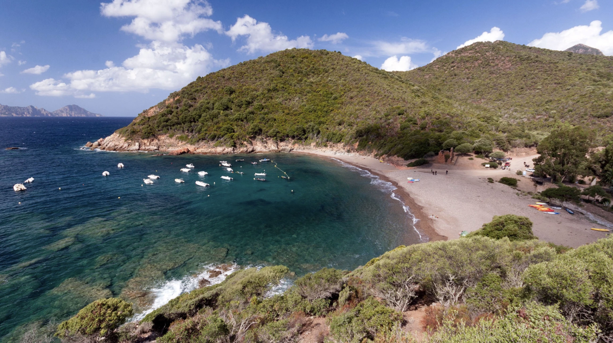 E Gradelle Córcega - Osani visuel 1/1