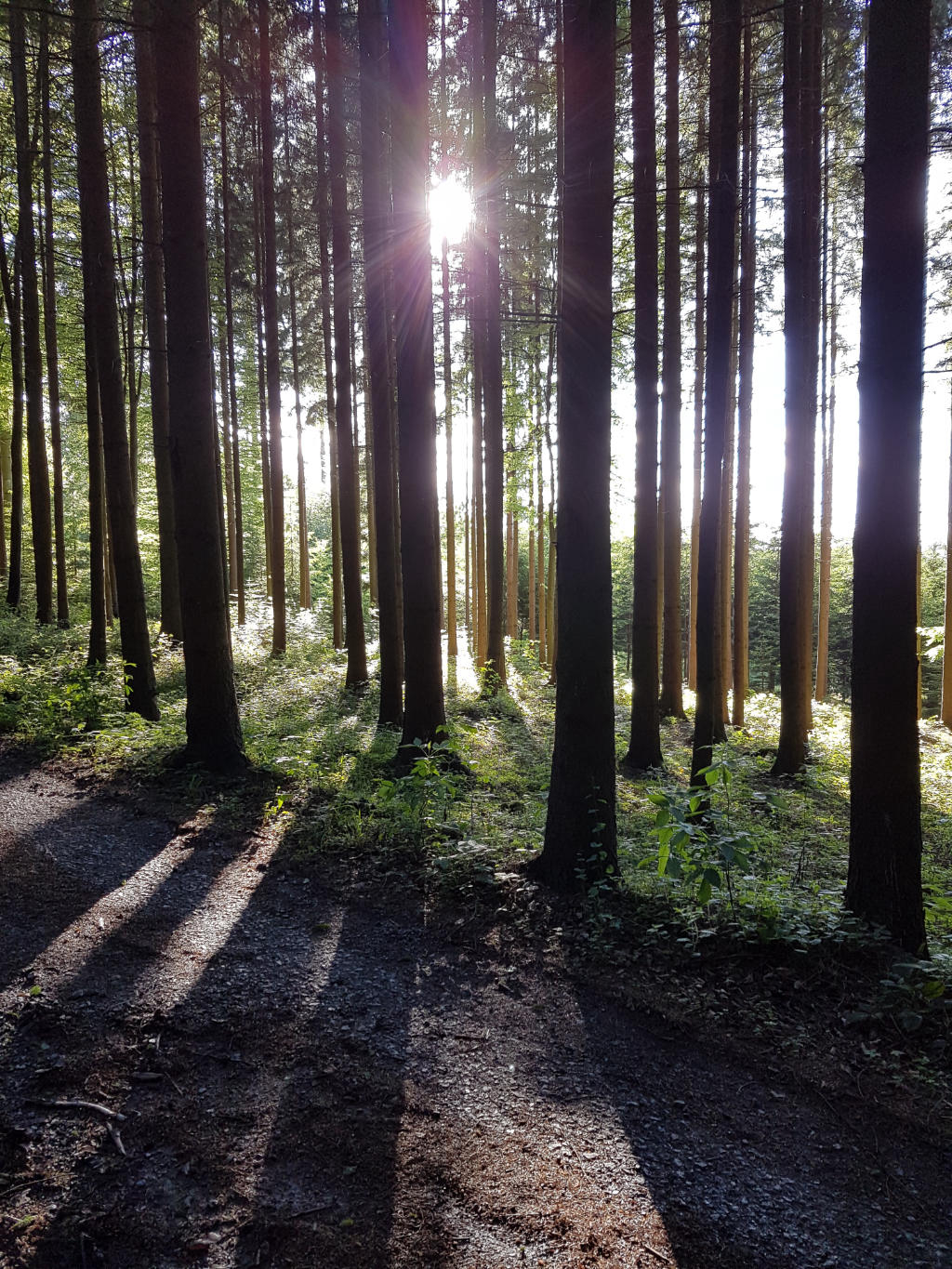 Erbenwald Baden-Wurtemberg - Neubulach visuel 4/4 Erbenwald Baden-Wurtemberg - Neubulach visuel 4/4