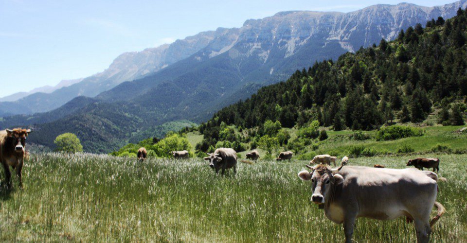 Gran Sol Cataluña - Montferrer visuel 2/2