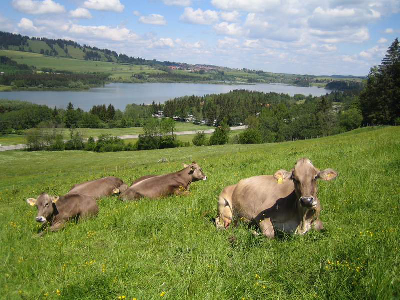 Grüntensee Baviera - Wertach visuel 3/3