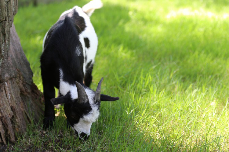 Houtum Amberes - Kasterlee visuel 5/7