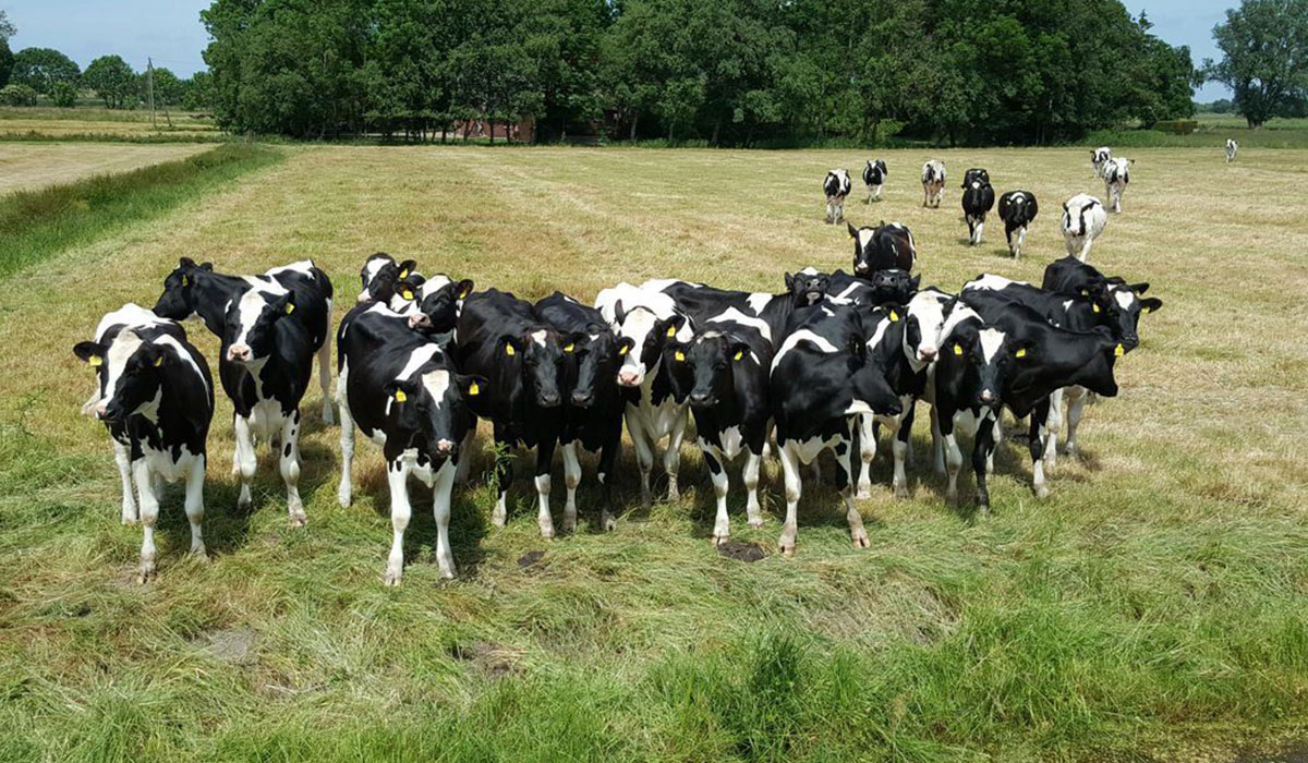 Höpken's Hof & Campingplatz Baja Sajonia - jade visuel 1/3 Höpken's Hof & Campingplatz Baja Sajonia - jade visuel 1/3