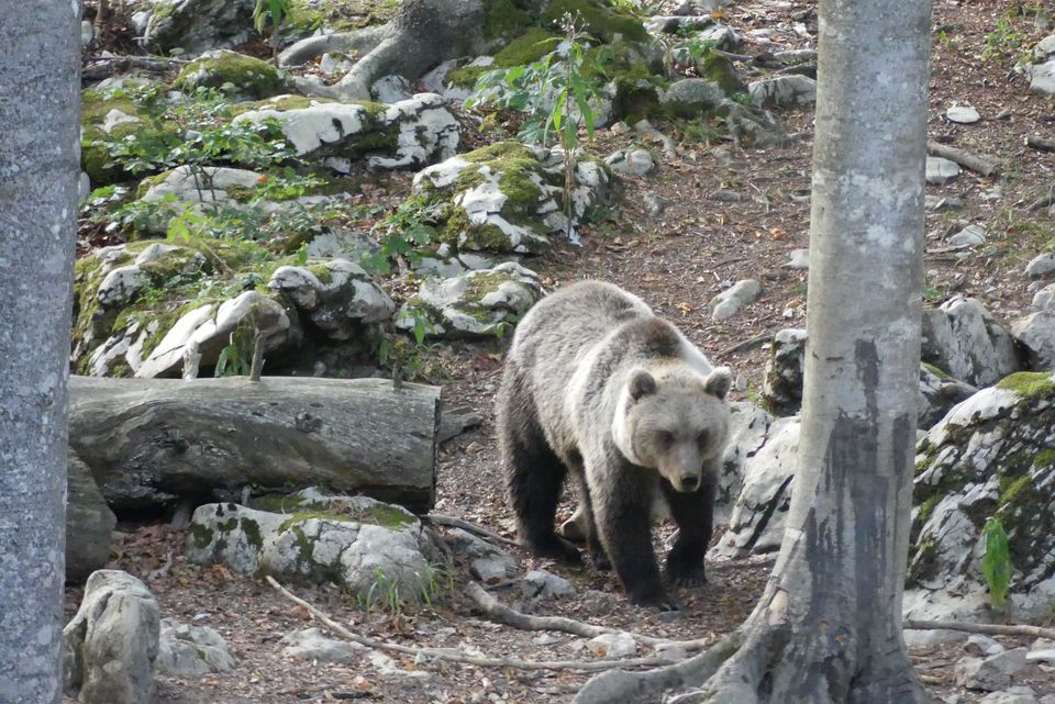 Kmetija na Meji Carniola Interior - Pivka visuel 3/3