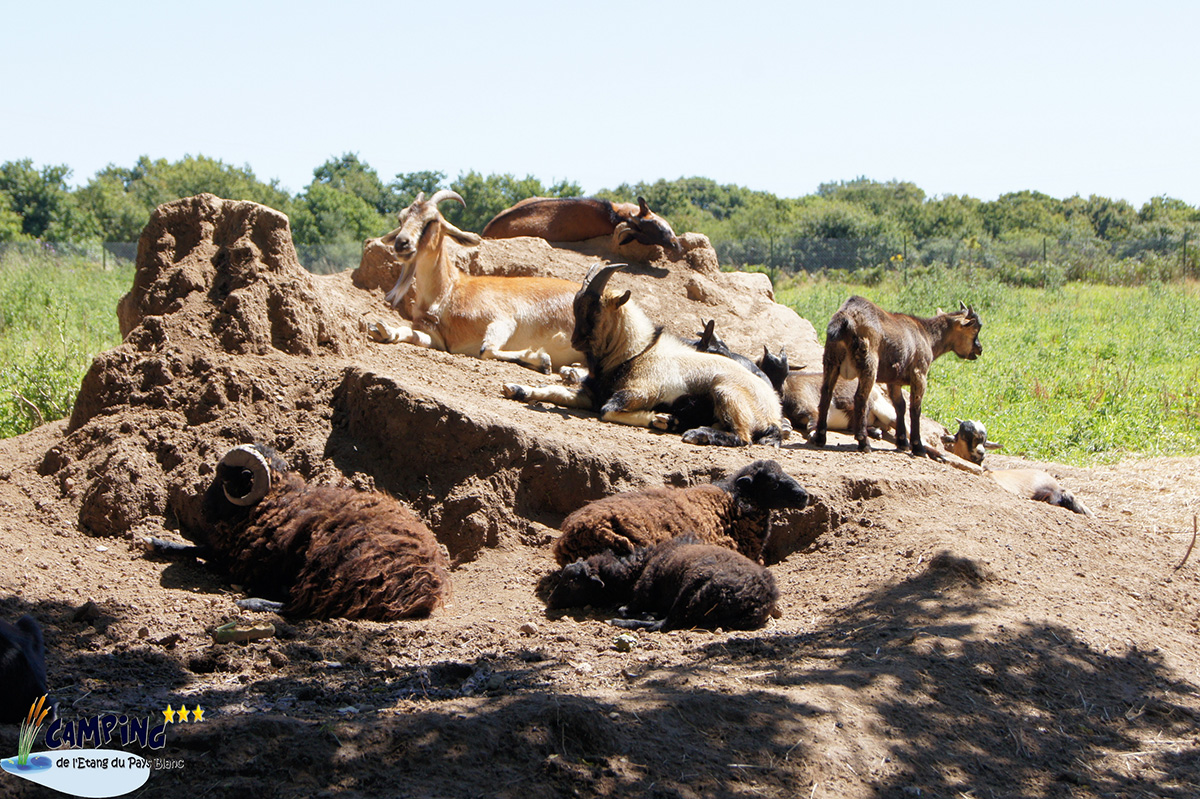 L'Etang du Pays Blanc Países del Loira - Guérande visuel 23/26 L'Etang du Pays Blanc Países del Loira - Guérande visuel 23/26