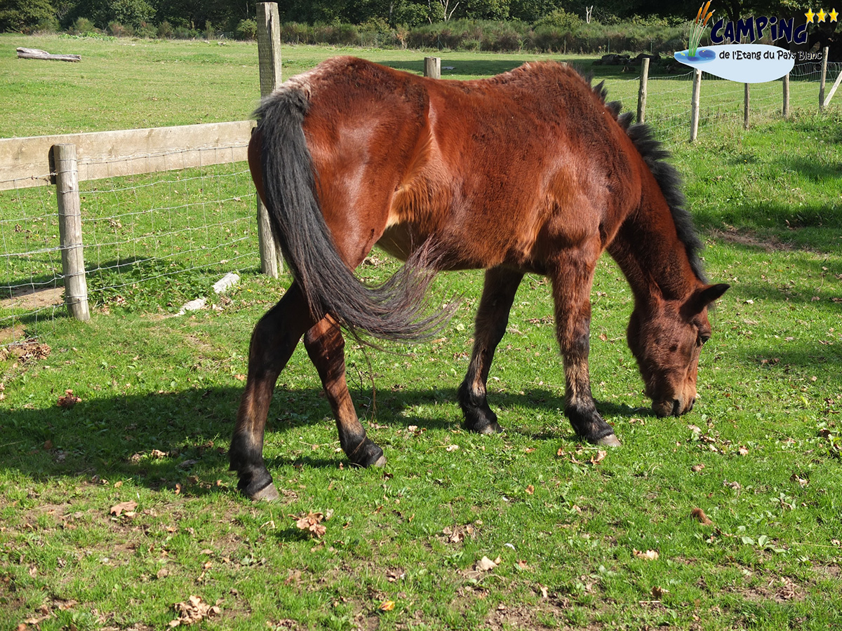 L'Etang du Pays Blanc Países del Loira - Guérande visuel 24/26 L'Etang du Pays Blanc Países del Loira - Guérande visuel 24/26