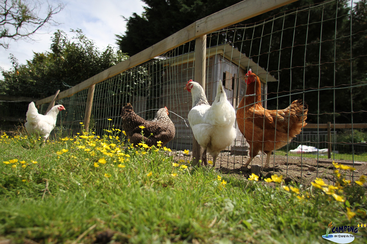 L'Etang du Pays Blanc Países del Loira - Guérande visuel 25/26 L'Etang du Pays Blanc Países del Loira - Guérande visuel 25/26