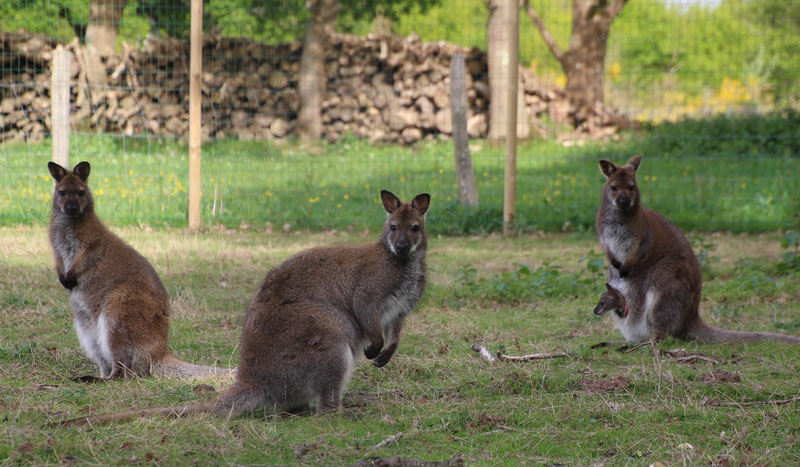 L'Etang du Pays Blanc Países del Loira - Guérande visuel 13/26 L'Etang du Pays Blanc Países del Loira - Guérande visuel 13/26