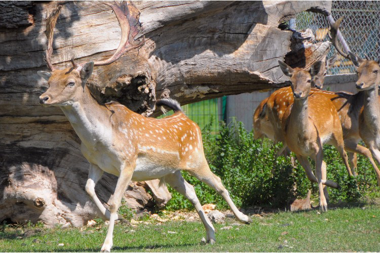 La Borda d'Arnaldet Aragón - Sesué visuel 6/7 La Borda d'Arnaldet Aragón - Sesué visuel 6/7