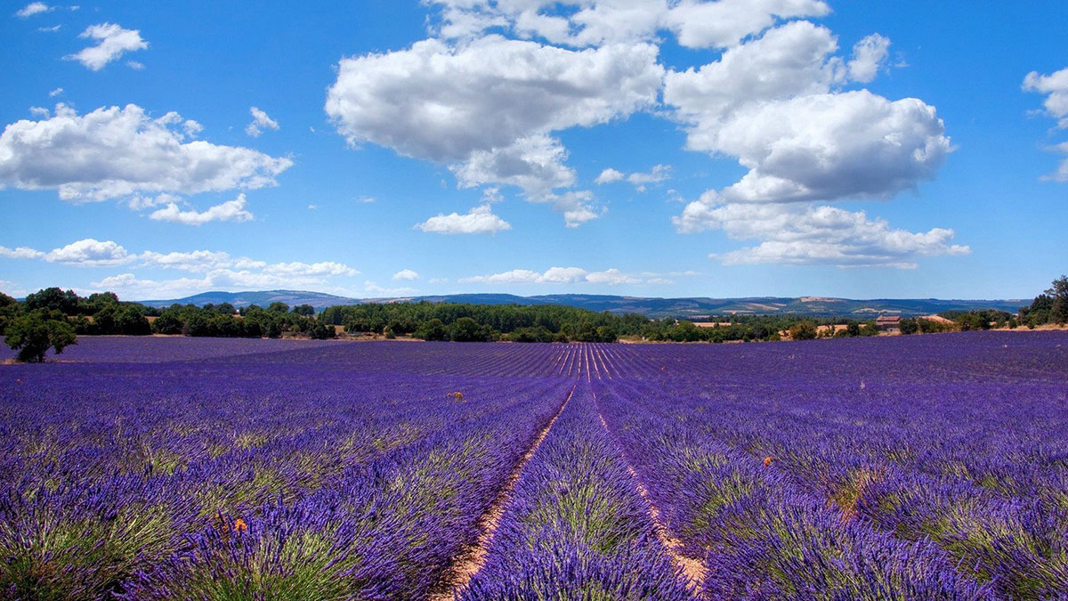 La Buissière Languedoc-Rosellón - Barjac visuel 10/12 La Buissière Languedoc-Rosellón - Barjac visuel 10/12