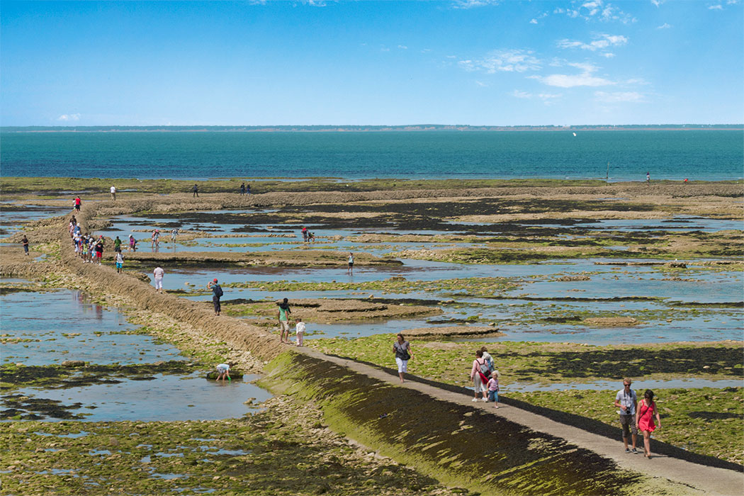 La Côte Sauvage Poitou-Charentes - Saint-Clément-des-Baleines visuel 16/17 La Côte Sauvage Poitou-Charentes - Saint-Clément-des-Baleines visuel 16/17