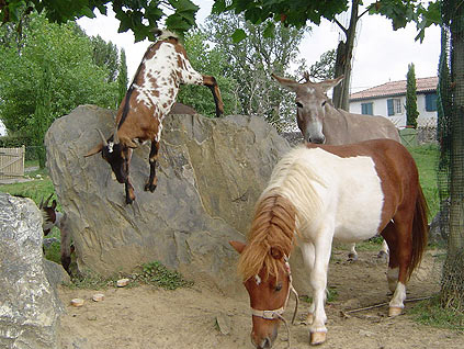 La Ferme des 4 Chênes Aquitania - Urt visuel 6/7 La Ferme des 4 Chênes Aquitania - Urt visuel 6/7