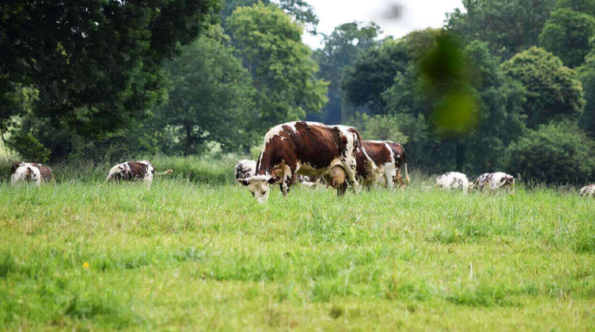 La Ferme de la Moriciere Baja Normandía - Sartilly visuel 5/5