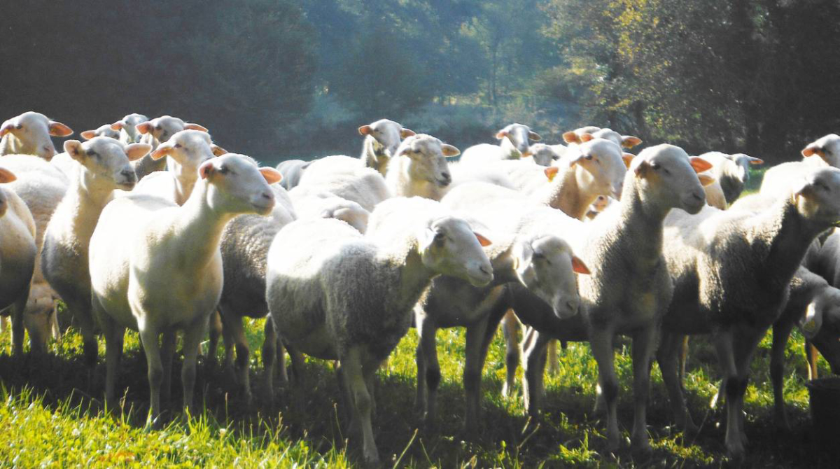 La ferme des Champeaux Limosín - Saint-Amand-le-Petit visuel 4/5 La ferme des Champeaux Limosín - Saint-Amand-le-Petit visuel 4/5
