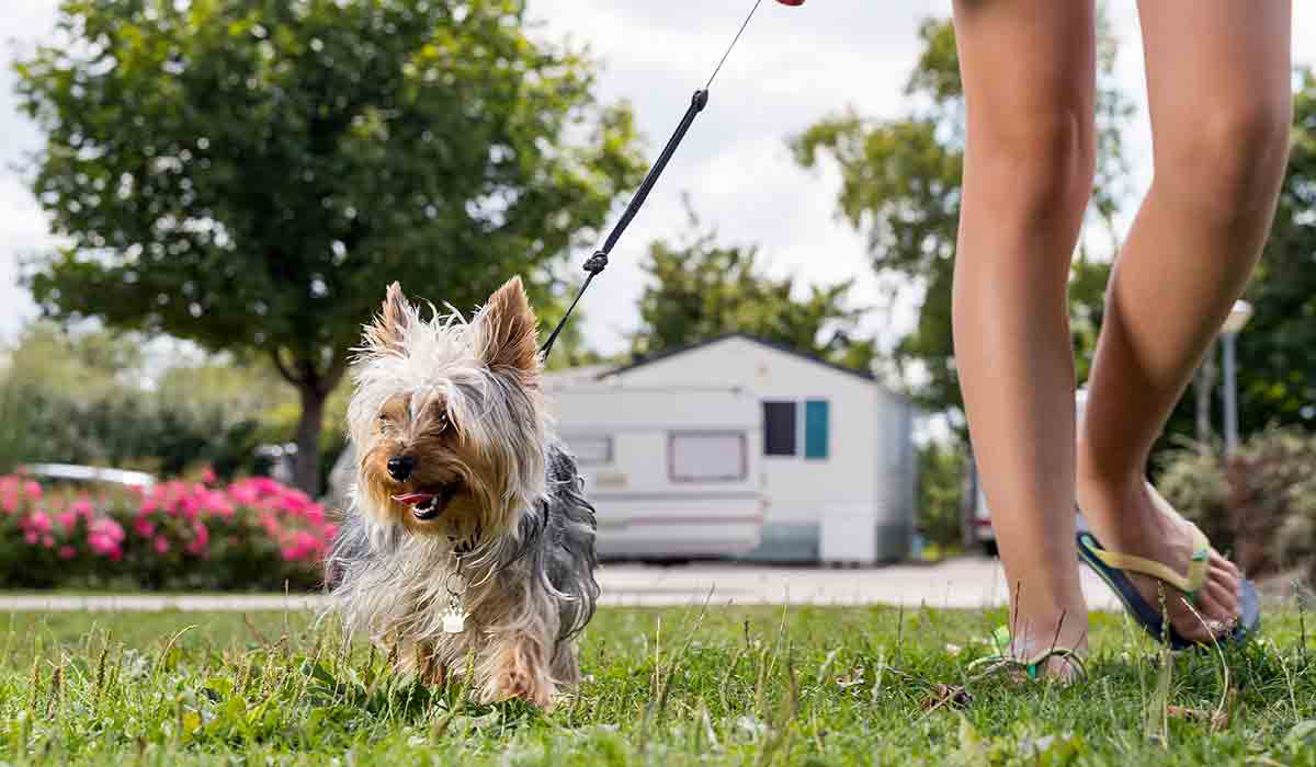 Lac d'Orient Champaña-Ardenas - Mesnil-Saint-Père visuel 7/15