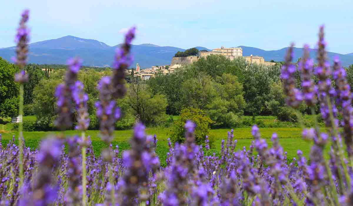 Le Garrigon Provenza-Alpes-Costa Azul - Grillon visuel 5/14 Le Garrigon Provenza-Alpes-Costa Azul - Grillon visuel 5/14