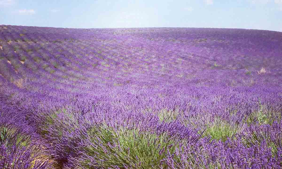 Le Jas du Moine Provenza-Alpes-Costa Azul - Salignac visuel 12/12