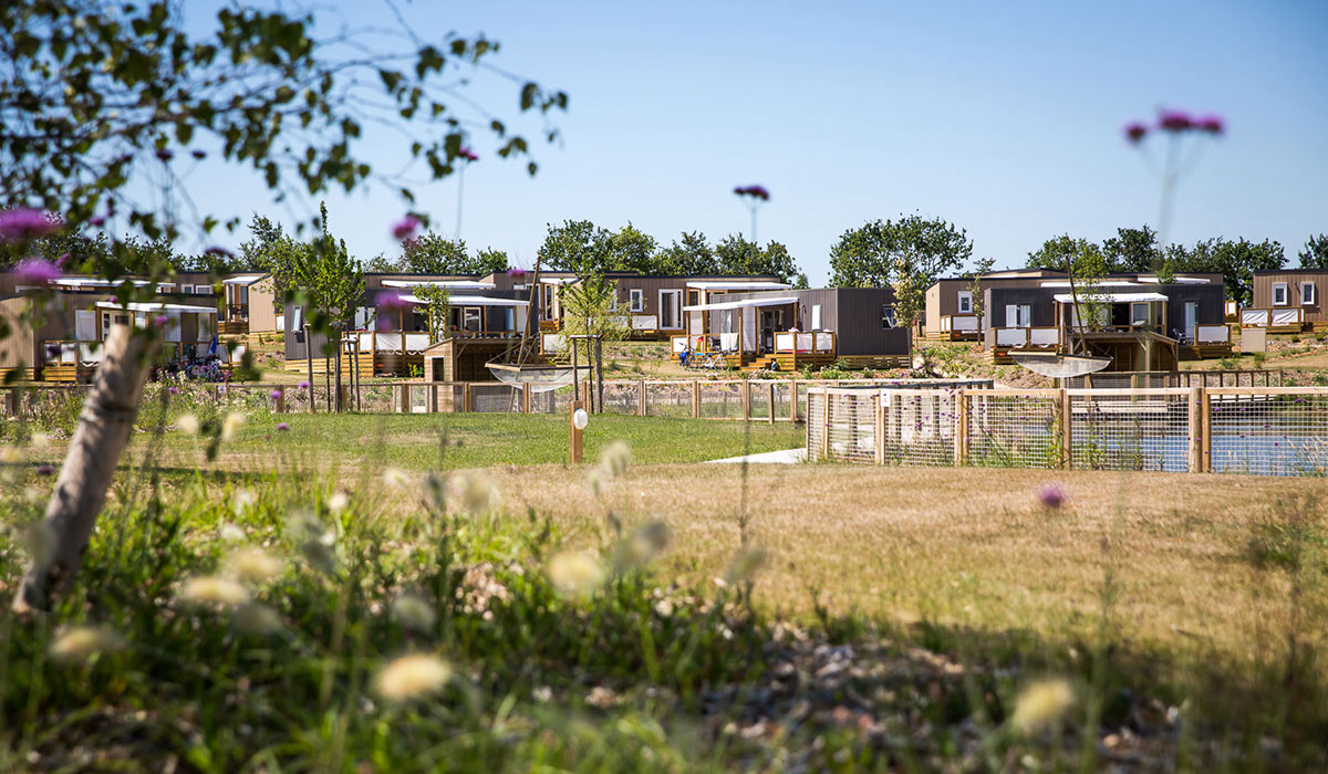 Le Pin Parasol Países del Loira - La Chapelle Hermier visuel 10/33 Le Pin Parasol Países del Loira - La Chapelle Hermier visuel 10/33