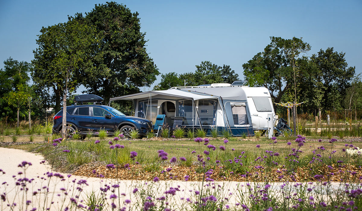 Le Pin Parasol Países del Loira - La Chapelle Hermier visuel 30/33 Le Pin Parasol Países del Loira - La Chapelle Hermier visuel 30/33