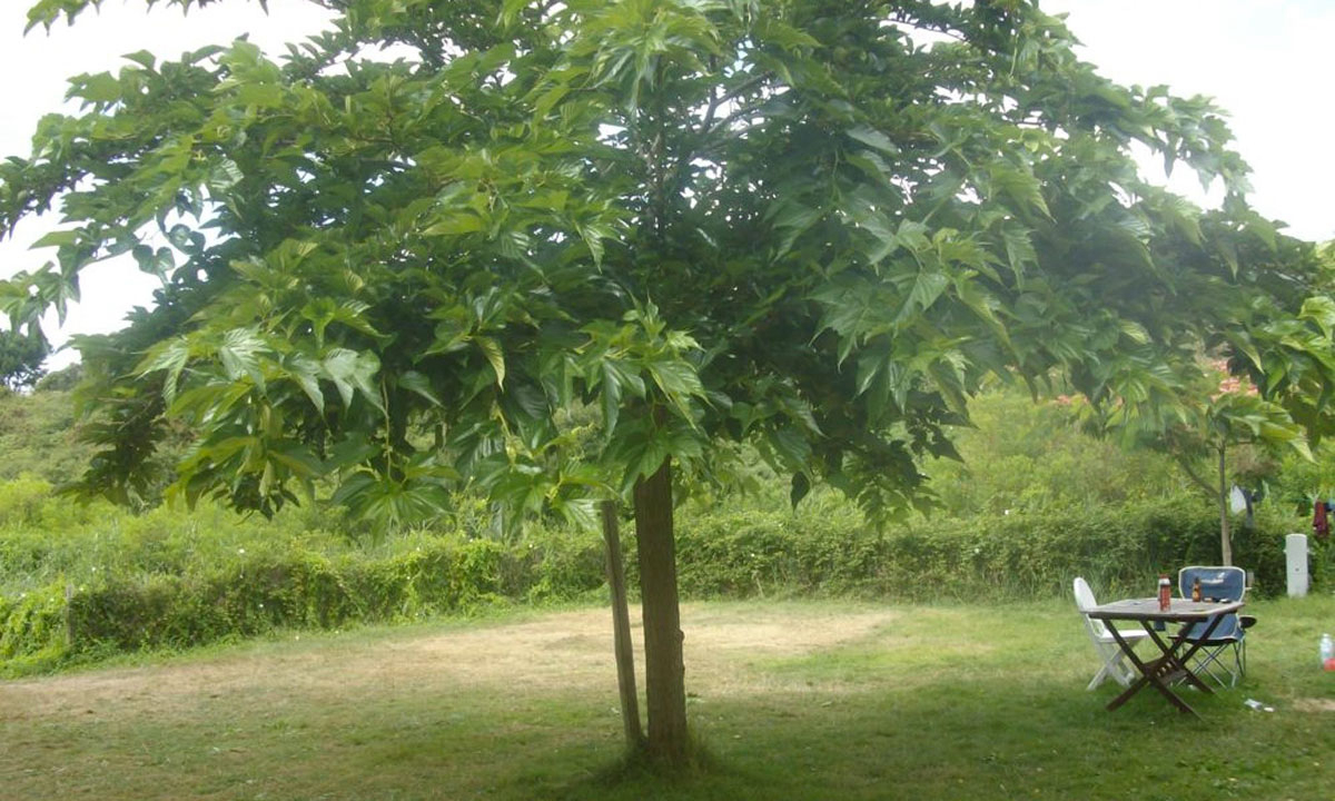 Les Amis de la Nature Países del Loira - Piriac-sur-Mer visuel 2/3 Les Amis de la Nature Países del Loira - Piriac-sur-Mer visuel 2/3