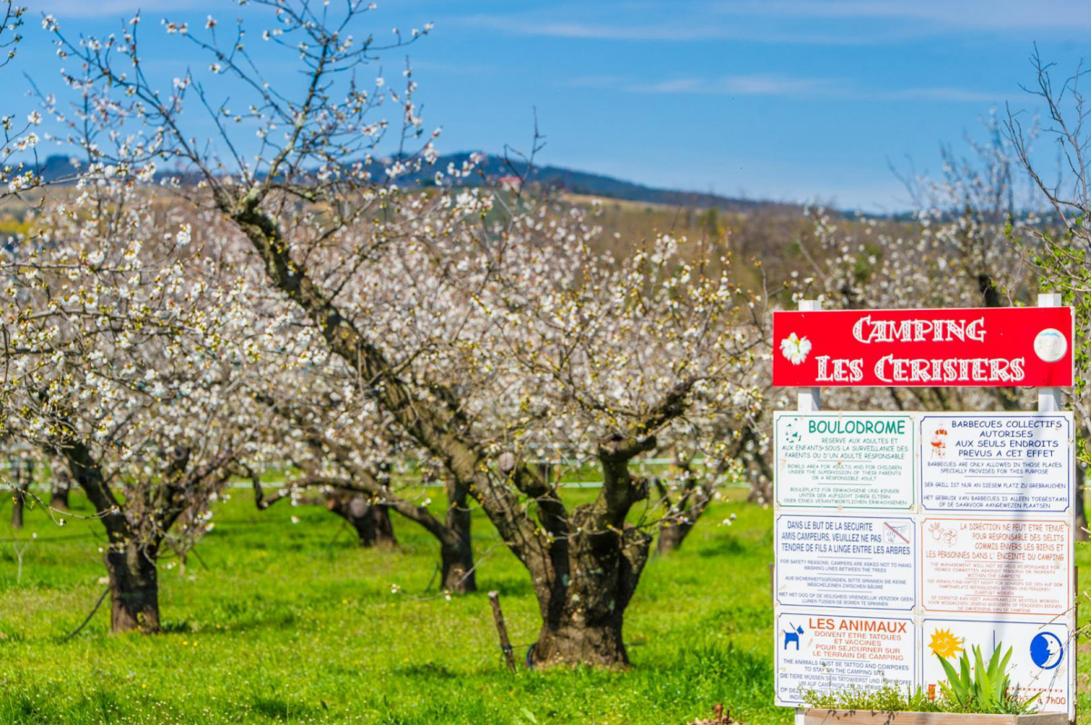 Les Cerisiers Languedoc-Rosellón - Céret visuel 4/4