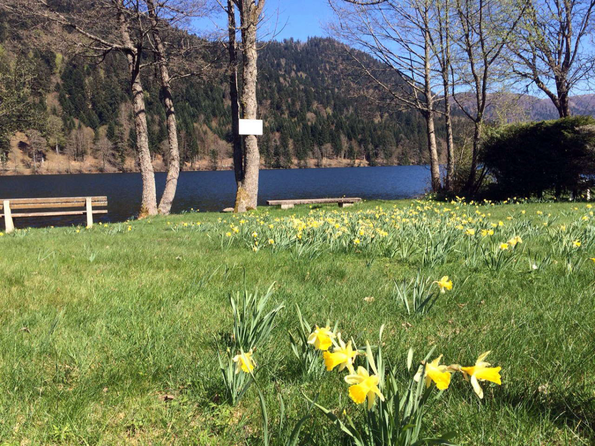 Les Jonquilles Lorena - Xonrupt-Longemer visuel 1/1 Les Jonquilles Lorena - Xonrupt-Longemer visuel 1/1
