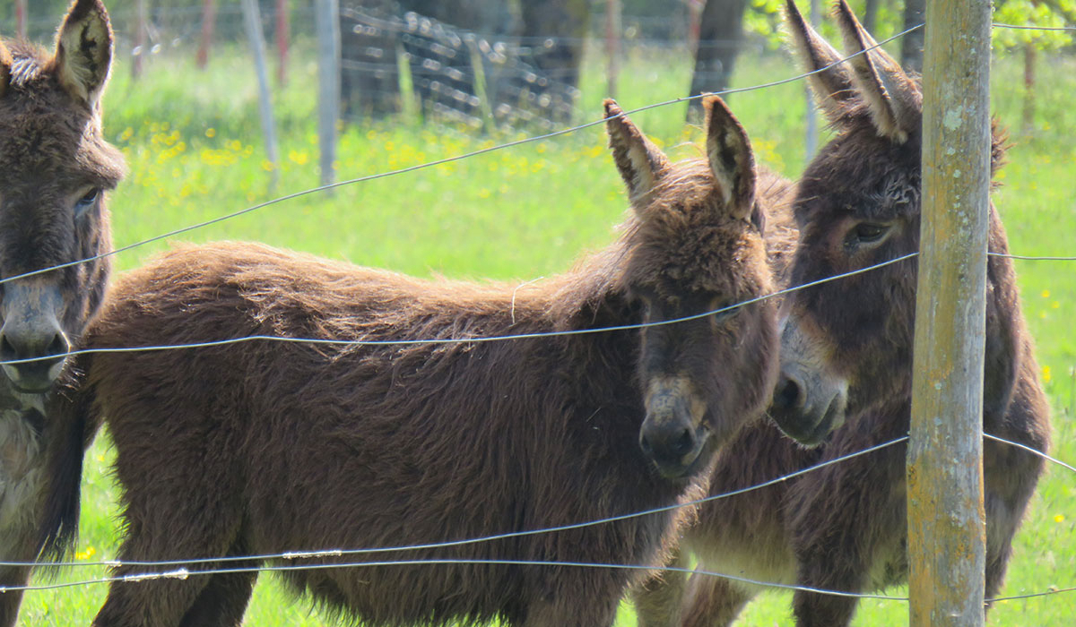 Les P'tites Maisons dans la Prairie Países del Loira - Sallertaine visuel 8/20 Les P'tites Maisons dans la Prairie Países del Loira - Sallertaine visuel 8/20