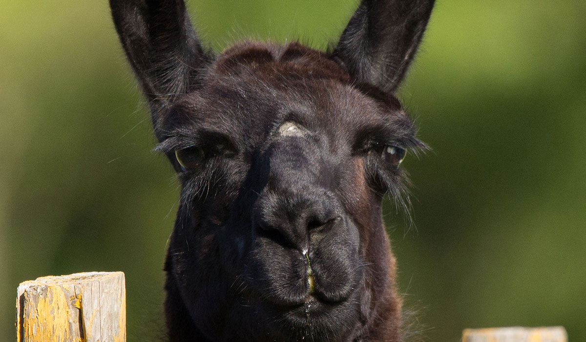 Les P'tites Maisons dans la Prairie Países del Loira - Sallertaine visuel 7/20 Les P'tites Maisons dans la Prairie Países del Loira - Sallertaine visuel 7/20