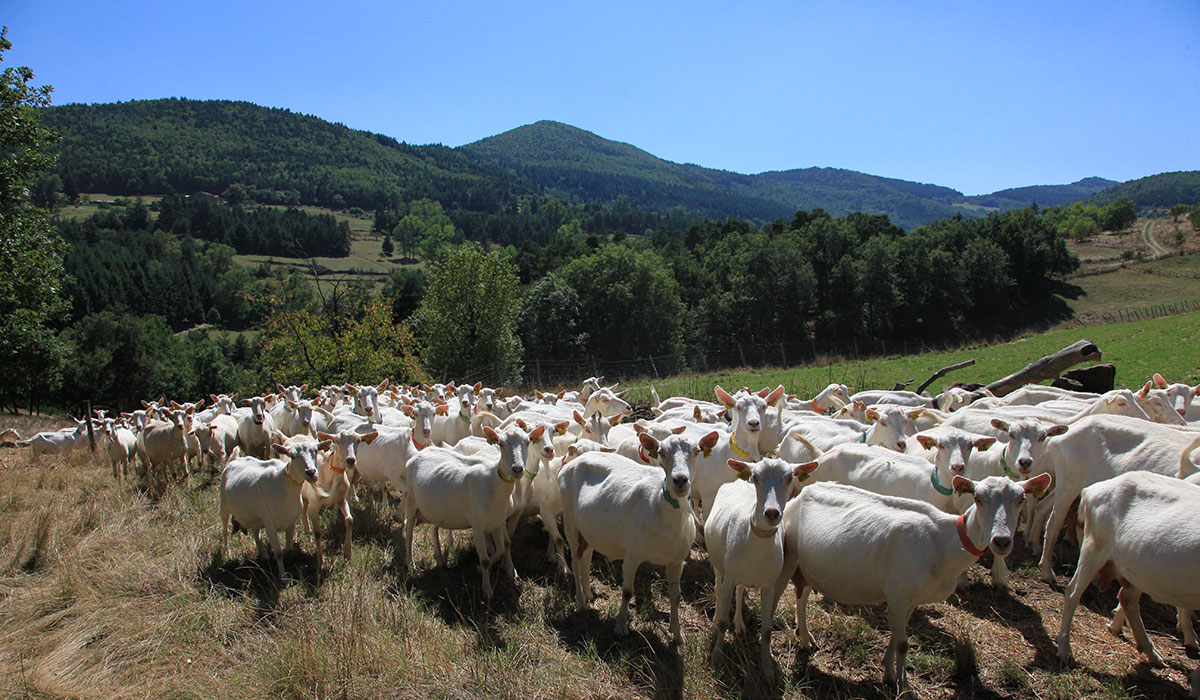Pierrageai Ródano-Alpes - Saint-Félicien visuel 9/10