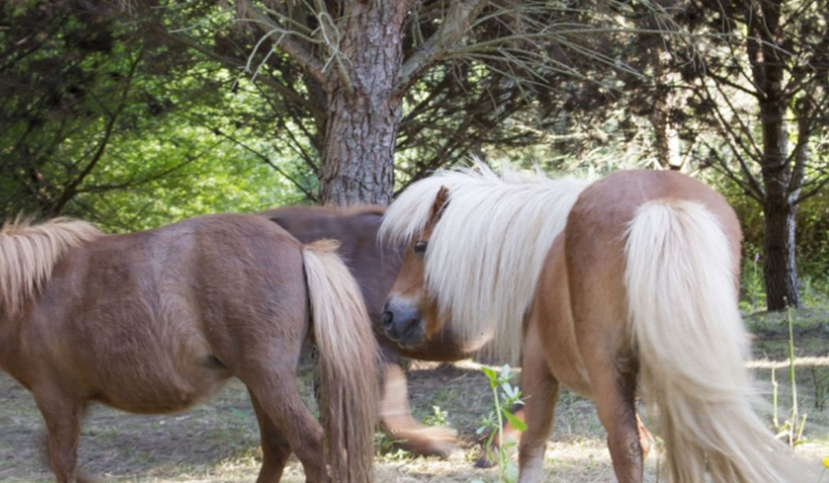 Redondo Centro - Tomar visuel 3/3