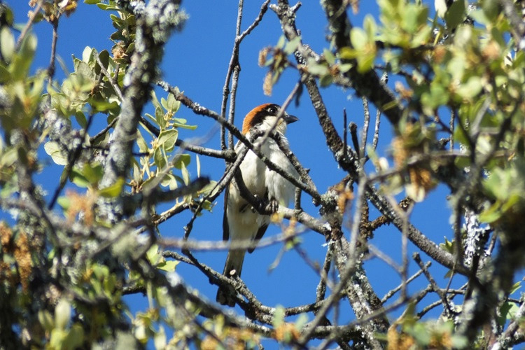 Sierra De La Culebra Castilla y León - Figueruela de Arriba visuel 9/9