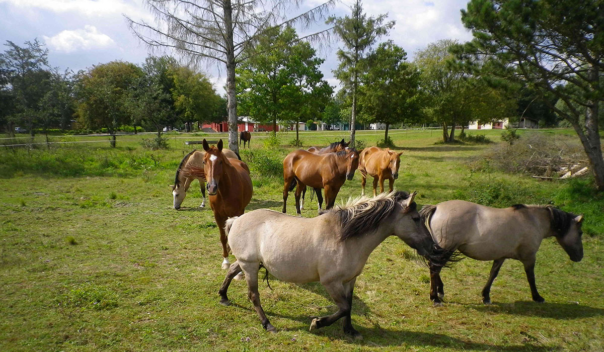 Sur la Route du Lac du Der Champaña-Ardenas - Moncetz-l'Abbaye visuel 4/9 Sur la Route du Lac du Der Champaña-Ardenas - Moncetz-l'Abbaye visuel 4/9