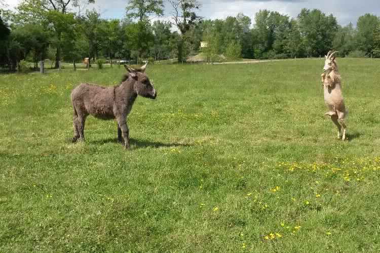 Village Toue Des Demoiselles Auvernia - Chassenard visuel 5/7 Village Toue Des Demoiselles Auvernia - Chassenard visuel 5/7