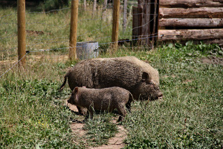 Village Toue Des Demoiselles Auvernia - Chassenard visuel 6/7 Village Toue Des Demoiselles Auvernia - Chassenard visuel 6/7